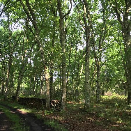 Spa Et Detente Au Coeur De La Foret Des Landes - 3 Etoiles Villa Luglon Dış mekan fotoğraf